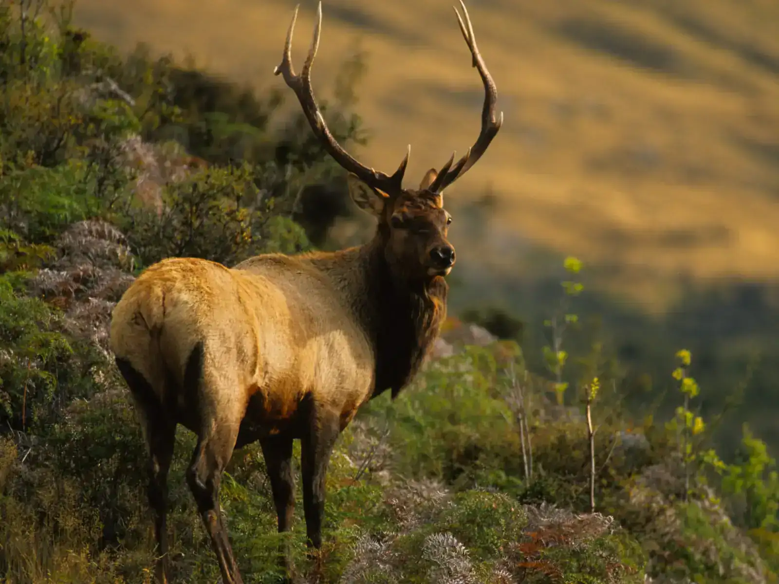 Abundant Wildlife