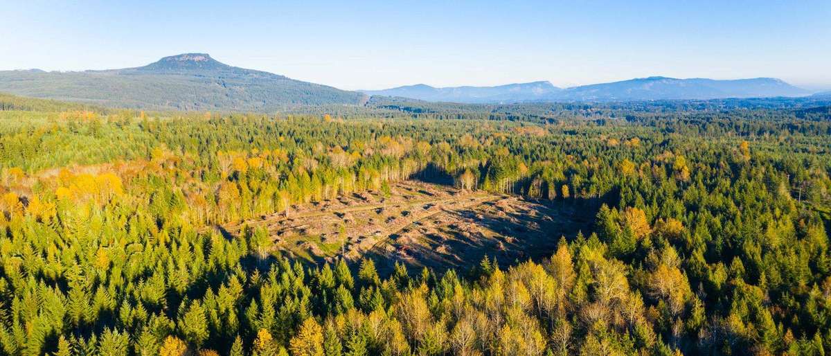 Golden autumn aerial view of the Elk Ridge Phase 1 clearing and surrounding forest, with mountains on the horizon