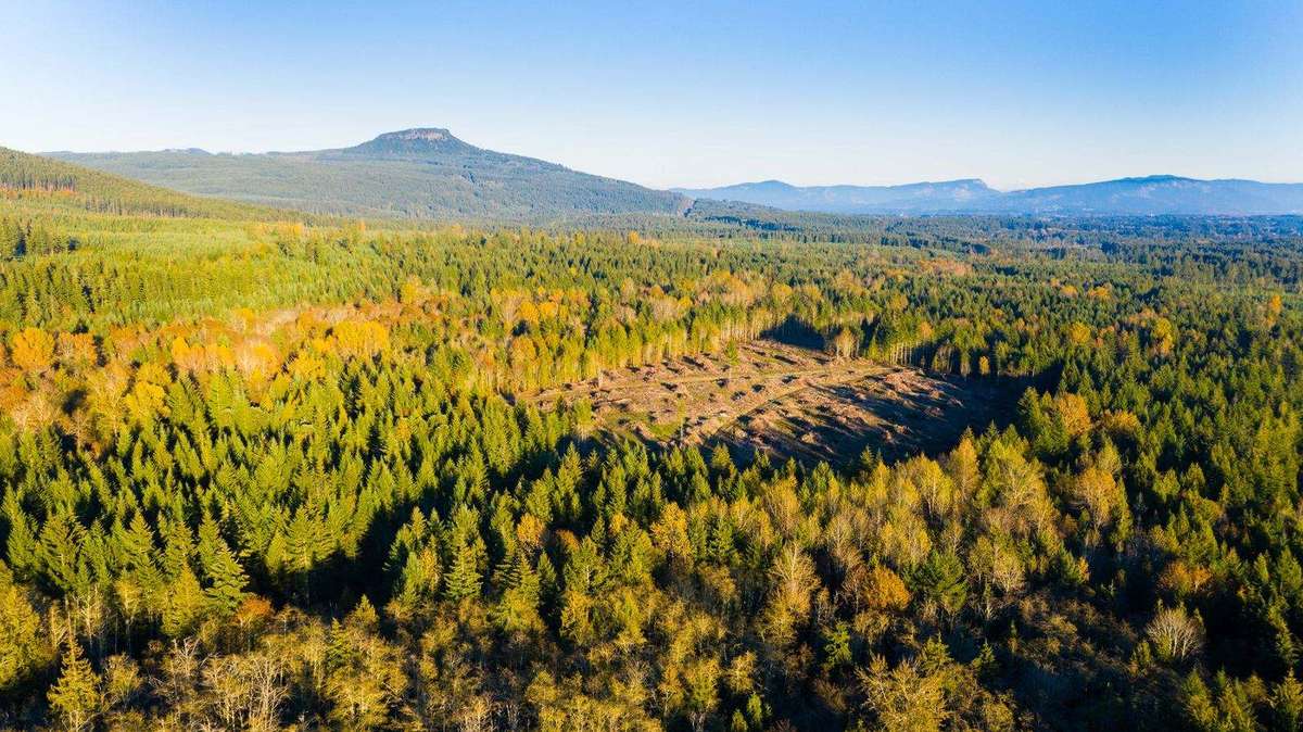 Golden autumn aerial view of Elk Ridge with the Phase 1 clearing, forest and mountain ranges