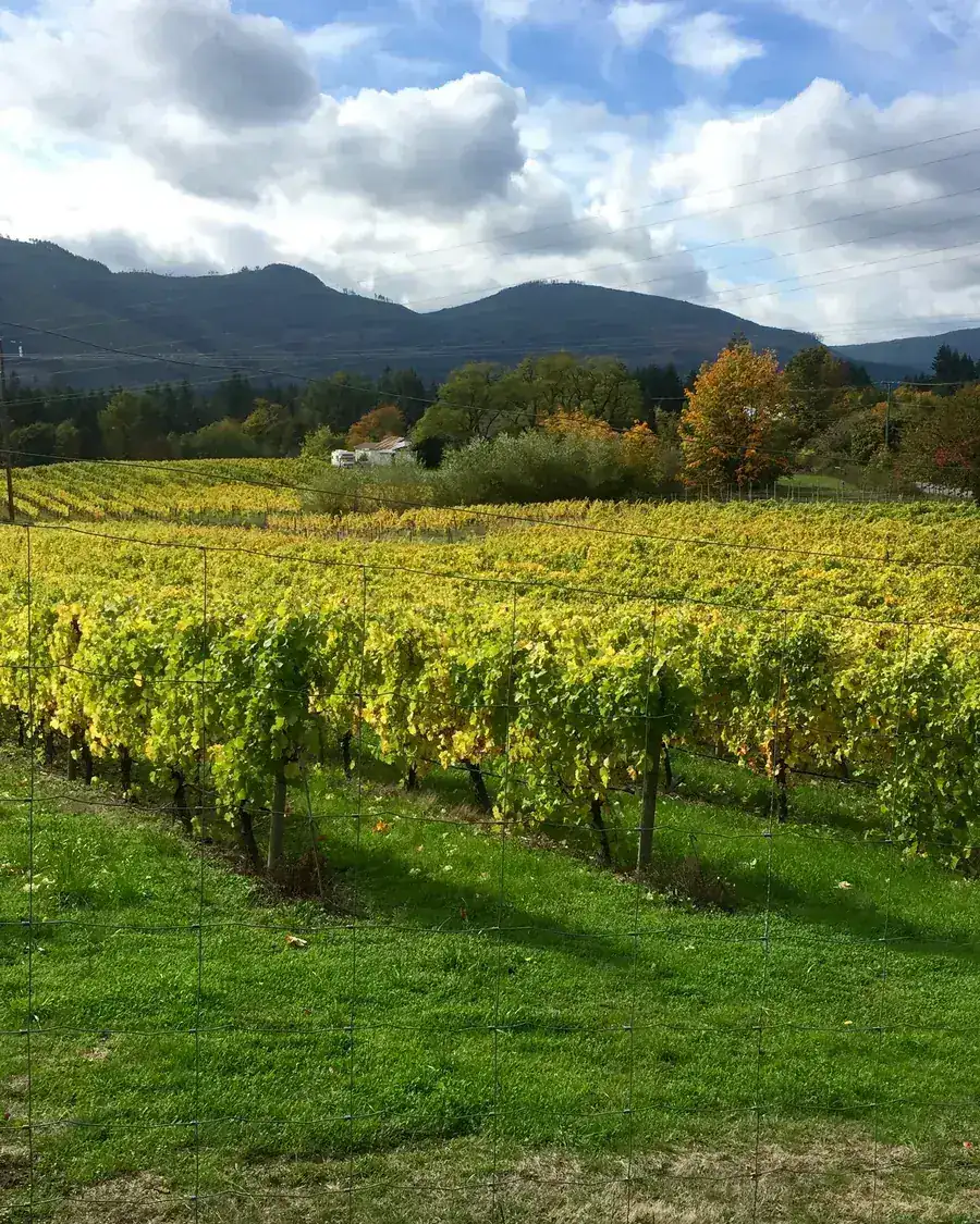 Autumn vineyard rows in the Cowichan Valley with forested hills behind